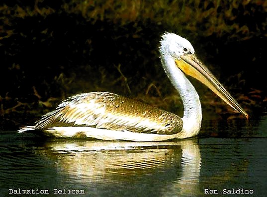 Pelecanus Onocrotalus Pelecanus Crispus 